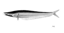 Image of Phalacronotus apogon (Bleeker 1851)