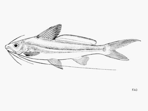 Mystus albolineatus Roberts 1994的圖片