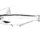 Image of Laides hexanema (Bleeker 1852)