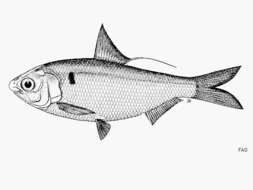 Image of Japanese gizzard shad