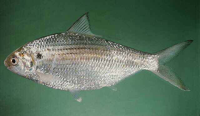 Image of Japanese gizzard shad
