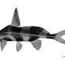 Image of Black lancer catfish
