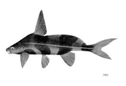 Image of Black lancer catfish