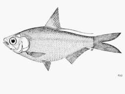 Image of Strickland River herring