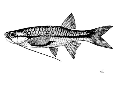 Слика од Esomus metallicus Ahl 1923