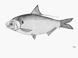 Image of Gizzard shad