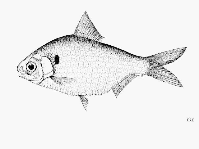 Image of Chacunda gizzard shad