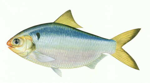 Image of Chacunda gizzard shad