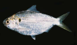 Image of Chacunda gizzard shad