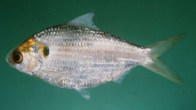 Image of Chacunda gizzard shad