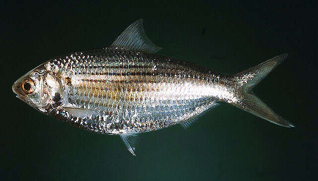 Image of Chacunda gizzard shad