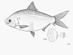 Anodontostoma selangkat (Bleeker 1852)的圖片