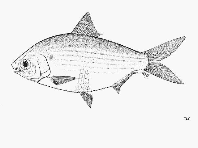 Anodontostoma selangkat (Bleeker 1852)的圖片