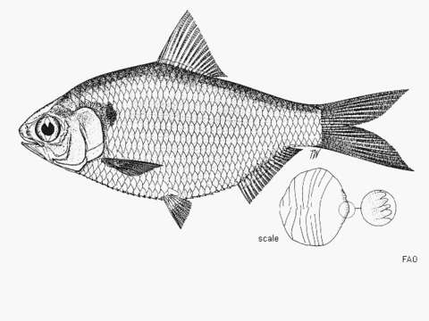 Plancia ëd Anodontostoma thailandiae Wongratana 1983