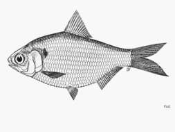 Plancia ëd Anodontostoma thailandiae Wongratana 1983