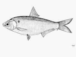Image of Ganges gizzard shad