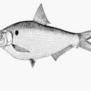 Image of Burmese river gizzard shad