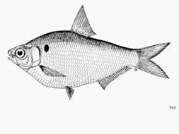 Image of Burmese river gizzard shad