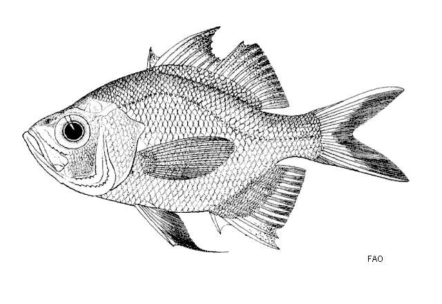 Image of Asiatic glassfishes