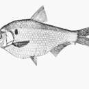 Image of Southern Burmese gizzard shad