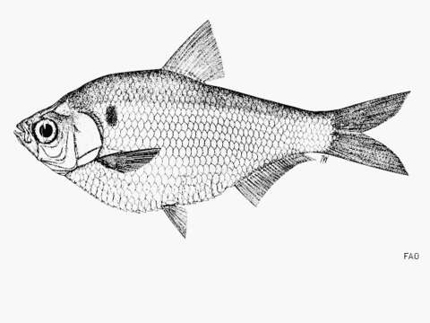 Image of Southern Burmese gizzard shad