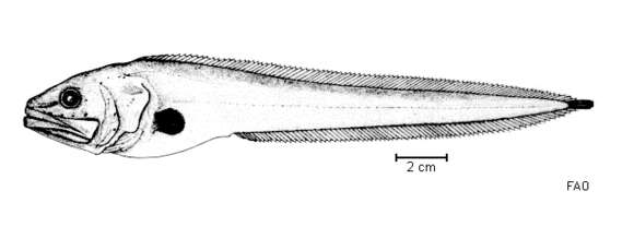 Image of Brotulotaenia