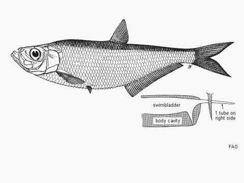 Image of Chinese herring