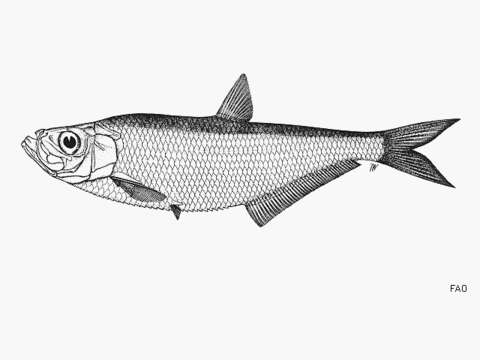 Image of Chinese herring