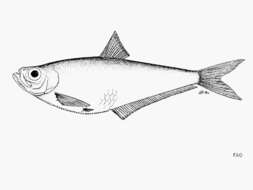 Image of Hatchet herring