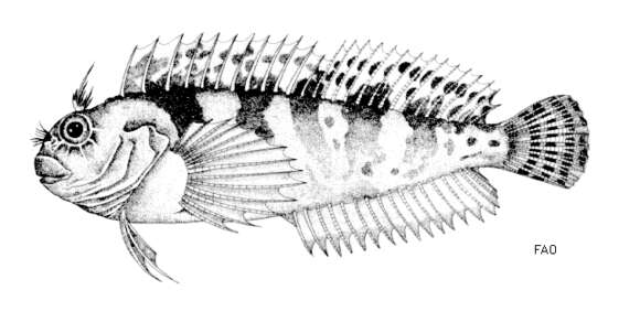 Image of Hypleurochilus bananensis (Poll 1959)