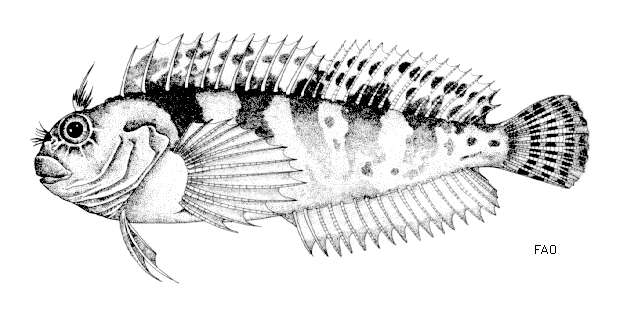 Image of Hypleurochilus bananensis (Poll 1959)