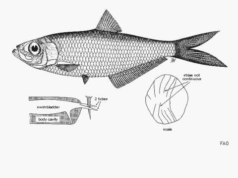 Image of Herring