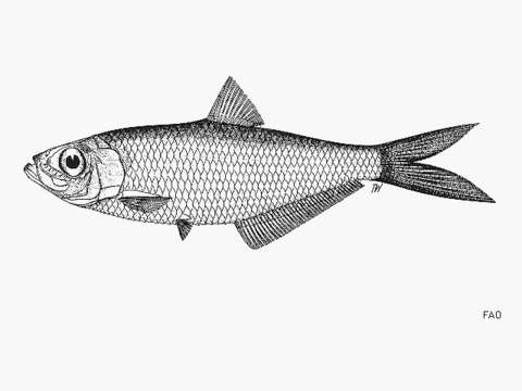 Image of Herring