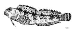 Image of Lipophrys trigloides (Valenciennes 1836)