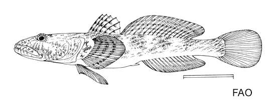 صورة Mesogobius batrachocephalus (Pallas 1814)