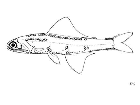 Image of Lanternfish