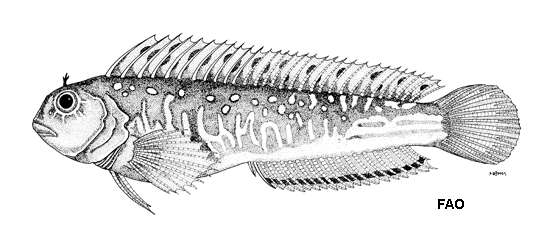 Image de Parablennius parvicornis (Valenciennes 1836)