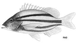 Image of Pygmy snapper