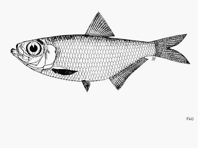 Image of Big-eyed herring