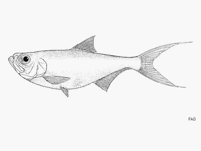 Image of Shad