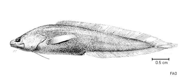 Image of longarm brotula