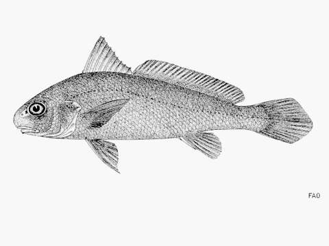 Image of Croaker