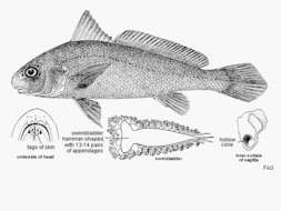 Image of Croaker