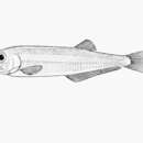 Image of Cuban Longfin Herring