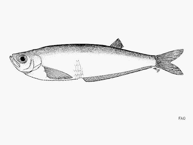 Image of Dove&#39;s longfin herring