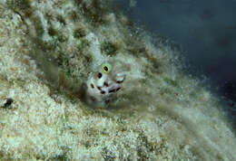 Image of Spiny blenny