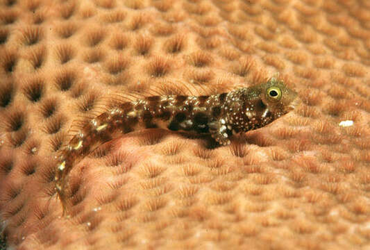 Image of Spiny blenny