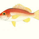 Image of Golden snapper