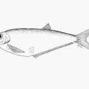 Image of Bigeyed longfin herring