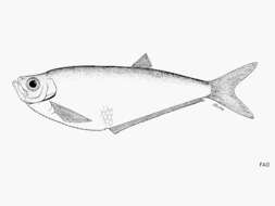 Image of Bigeyed longfin herring